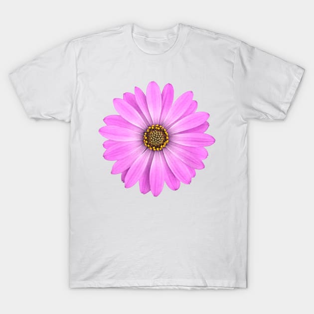 Purple African Daisy Flower T-Shirt by FAROSSTUDIO